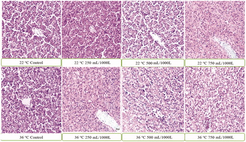 Figure 2. Histopathology of the liver tissue belongs to stressful and stress-free groups.