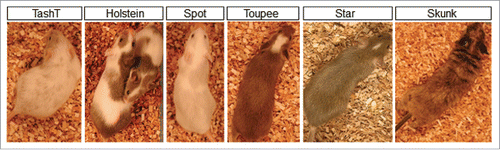 Figure 2. Overview of the mutant lines obtained via pigmentation-based forward genetic screening. For each line, a characteristic pigmentation pattern can be observed in heterozygous animals.