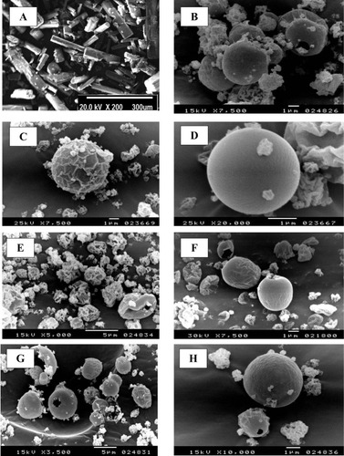 Figure 1 Scanning electron microscope (SEM) micrograph of raw rifampicin (A), spray-dried nanosuspension (B) and selected spray-dried rifampicin nanocomposites powders F1 (C), F4 (D), F2 (E), F5 (F), F7 (G) and F7 at higher magnification (H).