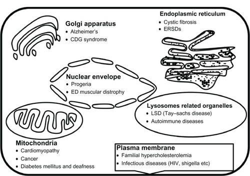 Figure 3 Diseases associated with specific cell-organelles.