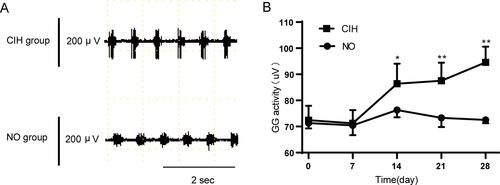 Figure 3 The genioglossus EMG activity of NO and CIH groups. (A) Typical genioglossus EMG activity during NO and CIH. (B) The genioglossus EMG activity in the NO and CIH groups. * P<0.05 when compared with NO group at the same time point, ** P<0.01 when compared with the NO group at the same time point.