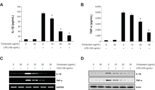 Figure 2 Inhibitory effects of cordycepin on TNF-α and IL-1β release induced by LPS in RAW 264.7 macrophages.