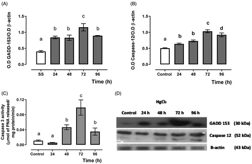 Figure 3. Time-dependent GADD-153 (A), caspase 12 expression (B) and caspase 3 activity (C), and representative blots of the Western blot technique, and (D) in the HgCl2-associated acute kidney injury. Data represents the mean ± SEM. One-way ANOVA. Student–Newman–Keuls post hoc test. n = 6 a ≠ b ≠ c ≠ d.