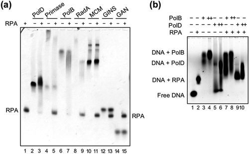 Figure 4. TkoRPA complex interacts directly with TkoPolD, TkoPolB, and various proteins.(a) EMSA of TkoRPA complex and various proteins were performed in 5% native PAGE followed by CBB staining. Purified TkoPolD, TkoPrimase, TkoPolB, TkoRadA, TkoMCM, TkoGINS, and TkoGAN were incubated with TkoRPA complex at 50°C for 5 min. (b) EMSA of TkoRPA complex (10 pmol), TkoPolB (2, 20 pmol), and TkoPolD (2, 20 pmol) to 10 nM Cy5 labeled ssDNA were performed in 1% AGE in 0.5 × TBE. −, +, and ++ stand for 0, 2, and 20 pmol of polymerases, respectively.