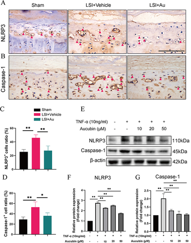 Figure 7 Au inhibits chondrocyte pyroptosis in vivo and in vitro. (A and B) Representative immunohistochemical images of NLRP3 and Caspase-1 in the caudal L4-5 endplate at 4 weeks. Red arrows indicated positive expressions. Scale bar = 100 μm. (C and D) Quantitative analyses of the percent of NLRP3 and Caspase-1 positive cells in the endplates. The dose of Au was 10 mg/kg. (E) The protein expression of TNF-α-induced ATDC5 cell treated with various concentrations of Au for 24 h. (F and G) Quantitative analyses of the relative protein expression. Data were presented as means ± S.D. *p < 0.05; **p < 0.01; as compared to group treated with Vehicle in vivo or TNF-α in vitro (the second column), n ≥ 3 in each group.