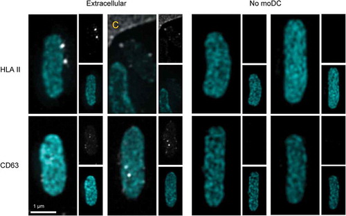 Figure 3. EV markers on expulsed E. coli.