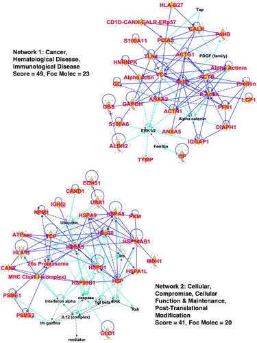 Figure 2. IPA interactomes generated from the 95-protein core catalogued in the top 2 networks/associated functions. Proteins identified in our proteomic search are shown in large red font with gold background. Blue lines indicate known/documented interactions between identified proteins, while light blue lines are interactions between identified proteins and other proteins in the collective category database. Broken lines are indirect interactions. More information is given in the text. ‘Score’ is the −log(p value), and ‘focus molecules’ are initiators of networks. A legend for interpreting the protein ‘shapes’ can be found in Supplementary Figure 1.
