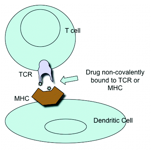 Figure 2. Activation of T cell &/or Dendritic cell by non-covalent binding of drug to T cell receptor or MHC.