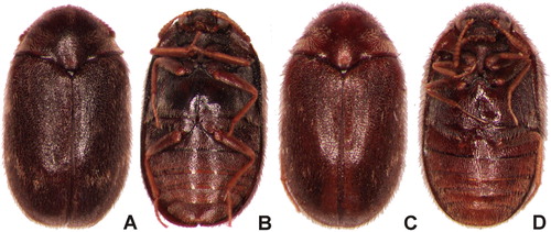 Figure 1 Trogoderma norfolkiana sp. nov. Holotype: A, habitus, dorsal; B, habitus, ventral. Paratype: C, habitus, dorsal; D, habitus, ventral.
