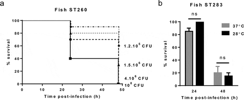 Figure 2. Virulence of group B Streptococcus (GBS) in the Galleria mellonella infection model is largely temperature independent. (A) Kaplan–Meier survival curves of larvae challenged with serial dilutions of ST-260 fish isolate STIR-CD-10 demonstrating dose-dependent survival at 28°C. Survival curves show one representative experiment, with use of 10 larvae per group. PBS-injected larvae were used as a negative control, and all survived until the endpoint of the experiment. (B) Survival of larvae at 24 h and 48 h postinfection by ST283 fish isolate (MRI Z2-366, 9.105 CFU/mL) with incubation at 37°C or 28°C. Data were collected from two distinct experiments with 10 larvae per group for each experiment, errors bars represent the SD (ns: not significant; unpaired t-test).