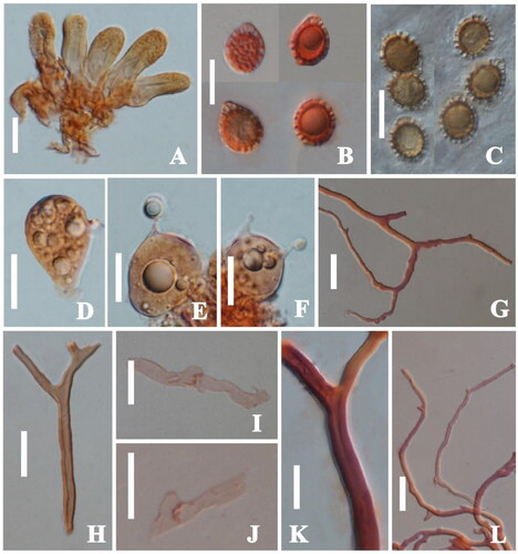 Figure 3. Ganoderma guixiense (A) sections of pileipellis; (B, C) Basidiospores; (D) Basidioles. (E, F) Basidia; (G) binding hyphae from tube; (H) skeletal hyphae from tube; (I) generative hyphae from tube (J) generative hyphae from context; (K) skeletal hyphae from context; (L) binding hyphae from context. Scale bars: (A–L) 10 μm. Photos by: Hai-Fu Zheng and Qiu-Lu Wei.