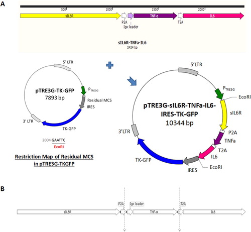Figure 7. Construction of three cytokine genes for differentiation therapy into pTRE3G-TKGFP. (A) Preparation of pTRE3G-sIL6R-TNFα-IL6-IRES-TKGFP. The cDNAs of TNF-α, IL-6 and sIL-6R were separately elongated with 2 A peptide sequences and then simultaneously integrated into the EcoRI site of Residual MCS of pTRE3G-TKGFP in the order sIL6R-P2A-TNFα-T2A-IL6. (B) Formation of 3 individual peptide fragments during polypeptide chain synthesis due to the 2 A peptide sequences.