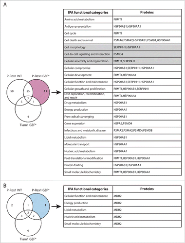 Figure 8. Functional classification of proteins with P-Rex1 GEF*-specific changes in Rac1 binding. (A) Venn diagram comparing proteins with increased Rac1 binding in ≥ 2 SILAC SF-TAP experiments upon expression of indicated GEF constructs. P-Rex1 GEF-dead mutant (GEF*)-specific proteins are outlined. (B) Venn diagram comparing proteins with decreased Rac1 binding in ≥ 2 SILAC SF-TAP experiments upon expression of indicated GEF constructs. P-Rex1 GEF*-specific proteins are outlined. For A and B the associated tables show clustering of the P-Rex1 GEF*-specific proteins with increased or decreased Rac1 binding, respectively, according to their cellular functions based on Ingenuity Integrated Pathway Analysis (IPA). Full protein names and SILAC ratios are outlined in Supplementary File 1. Proteins in highlighted categories were presented as part of a heat map in our recent publication.Citation18