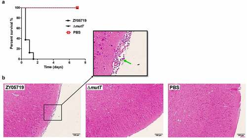 Figure 5. Effect of mutT mutation on the virulence of SS2. (a) Survival curve of ZY05719 and ∆mutT in a mouse infection model. Infected mice were monitored for seven days post-infection. (b) Histopathology of brain tissues of mice infected with ZY05719, ΔmutT, or PBS. BALB/c mice were challenged with 2 × 107 CFU of ZY05719 or ΔmutT, respectively. At 72 h after challenge, the infected mice of each group were sacrificed for histological analysis. Brain tissue sections from ZY05719 infection group displayed meningeal thickening and neutrophilic infiltration (green arrow). No obvious pathological changes were found in ∆mutT group or PBS control group