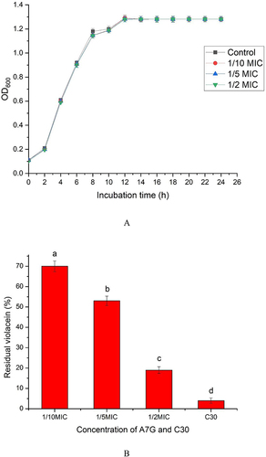 Figure 2 The inhibitory effect of A7G on Quorum sensing of CV026. (A) Effect of A7G on CV026 growth; (B) inhibition on violacein production of CV026 by A7G. Bars labeled with different letters indicated significant differences at P < 0.05.