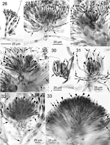 Figs 26–33. Liagora spp. Figs 26–29. Liagora viscida (Figs 26, 27: Cabrera, Illes Balears, Spain; Figs 28, 29: Capraia, Tuscan Islands, Italy). 26. Close-up of assimilatory filaments and a carpogonial branch (cb). 27. An early post-fertilization stage showing carpogonial branch (cb), gonimoblast initial (gi) and young involucral filaments (arrows). 28. A later post-fertilization stage showing young gonimoblasts (arrowheads) and elongated involucral filaments (arrows). 29. Fully developed gonimoblasts (arrowheads) showing mature carposporangia, fusion cell (fc) and surrounding involucral filaments (arrows). Note that some gonimoblasts are squeezed out (white arrows). Figs 30–33. Liagora harveyana, carposporophyte development (Figs 30, 31, 33: Port Fairy, Victoria, southern Australia; Fig. 32: Leigh, Auckland Island, New Zealand). 30. An early post-fertilization stage showing carpogonial branch (cb), gonimoblast initial (gi) and young involucral filaments (arrows). 31. A later post-fertilization stage showing young gonimoblasts (arrowheads) and elongated involucral filaments (arrows). 32. Fully developed gonimoblasts (arrowheads) showing undivided carposporangia (arrowheads), fusion cell (fc) and involucral filaments (arrows). Note that the involucral filaments loosely surround the gonimoblasts. 33. Mature cystocarp showing divided (white arrowheads) and undivided (black arrowheads) carposporangia, fusion cell (fc) and involucral filaments (arrows). Note that the involucral filaments intermingle with the gonimoblasts.