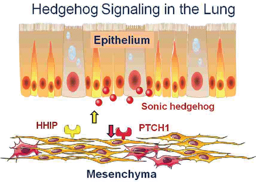 Figure 11. Hedgehog signaling in the lung. The ligand Sonic Hedgehog is secreted by lung epithelial cells and acts on lung fibroblasts via its receptor PTCH1. HHIP negatively regulates the pathway by inhibiting the ligand. Increased HHIP and decreased PTCH1 are found in COPD lung tissue suggesting that decreased hedgehog signaling is a risk factor for COPD and, conversely, that stimulation of the pathway could be beneficial (See Reference Citation19).