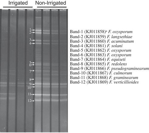 Fig. 3 Fusarium communities in soils under non-irrigated and irrigated sections of the centre pivot irrigated farm using DGGE. a: The DGGE bands (1–12) were cut, re-amplified with the same primers and then sequenced, the band sequences were deposited in GenBank with the accession numbers.
