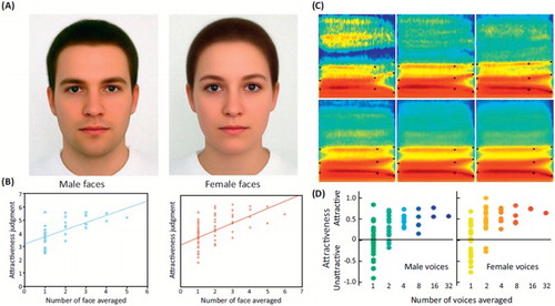 Figure 3. Averaging and attractiveness in faces and voices. Face and voice attractiveness judgments as a function of averaging. (A) Face composites generated by averaging 32 male faces (left) and 64 female faces (right). (B) Attractiveness ratings as a function of number of face averaged. Note the steady increase in attractiveness ratings with increasing number of averaged faces, for both male (left) and female (right) faces. Reproduced, with permission, from Braun, Gruendl, Marberger, and Scherber (Citation2001). (C) Spectrograms of voice composites generated by averaging an increasing number of voices of the same gender (different speakers uttering the syllable “had”). (D) Attractiveness ratings as a function of number of voices averaged. Note the steady increase in attractiveness ratings with increasing number of averaged voices, for both male (left) and female (right) voices. Reproduced (permission pending) from Bruckert et al. (Citation2010).