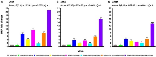 Figure 5. RNA expression levels of adaptive markers in RG452 virus. (A) vRNA Expression Dynamics: This panel depicts the fold change intensity of vRNA for each single and combined adaptive marker in the RG452 virus. (B) cRNA Expression Dynamics: Similarly, this segment displays the cRNA fold change intensity associated with each adaptive marker. (C) mRNA Expression Dynamics: This section presents the mRNA fold change intensity measurements for each adaptive marker. For all panels, statistical significance when compared to RG452-WT is denoted by: “ns” for non-significant, *p < 0.05, **p < 0.01, and ***p < 0.001.