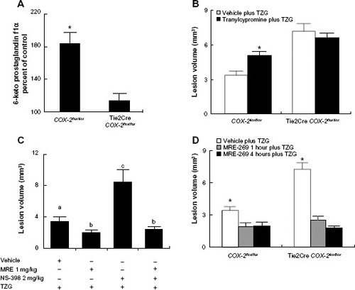 Figure 1 PGI2 mediates the endothelial COX-2-dependent neuroprotective effect following excitotoxin injection.Notes: (A) The percent of PGI2 stable metabolite (6-keto prostaglandin f1α) 12 hours after TZG injection in COX-2flox/flox and Tie2Cre COX-2flox/flox mice relative to saline controls. (B) Twenty-four-hour assessment of TZG induced lesion volume with or without the pretreatment of the PGIS inhibitor tranylcypromine in COX-2flox/flox mice and Tie2Cre COX-2flox/flox mice. (C) Twenty-four-hour assessment of TZG-induced lesion volume in COX-2flox/flox mice with or without treatment of the PGI2 stable analogue MRE-269 and/or low-dose NS-398. (D) Twenty-four-hour assessment of lesion volume in TZG injected COX-2flox/flox and Tie2Cre COX-2flox/flox mice following 1 or 4 hours pretreatment with MRE-269. Bars represent group means ± SEM. Means with different letters (a–c) are significantly different from one another in (C) (P<0.05 for all). *Represents a significant effect of TZG (A), tranylcypromine (B), and MRE-269 (D) compared to their respective control groups (P≤0.05 for all). N=5 in all experimental groups.Abbreviations: +, positive; −, negative; PGI2, prostacyclin; PGIS, prostacyclin synthase; SEM, standard error; TZG, (RS)-(tetrazol-5-yl)glycine.