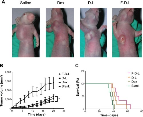 Figure 7 Anti-tumor efficacy of F-D-L, D-L and Dox in tumor bearing mice.Notes: (A) Tumor bearing mice treated with drugs. The KB cells cultured with folate free medium were inoculated subcutaneously at the front limb and drug was administered by tail vein injection when the tumors grew to 100 mm3. (B) Tumor growth curve. Tumor sizes were determined every other day from the time of drug administration and the volumes were calculated by V =0.52×a×bCitation2, “a” means the long diameters and “b” means the short diameters. (C) Survival curve of tumor bearing mice. The survival of mice was recorded since the mice were inoculated with cancer cells. The drugs were administered at 2 weeks when the tumor grew to 100 mm3. Data are expressed as the mean ± SD (n=6). *P<0.05.Abbreviations: F-D-L, F-CONH-PEG-NH-Chol conjugated doxorubicin liposome; F-CONH-PEG-NH-Chol, folate-CONH-PEG-NH-Cholesterol; D-L, PEGylated doxorubicin liposome; Dox, doxorubicin; SD, standard deviation.