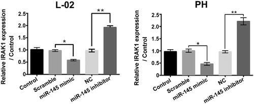 Figure 7. miR-145 negatively modulated IRAK1 in liver cells. The IRAK1 expressions in L-02 cells and primary hepatocytes (PH) with miR-145 mimic or miR-145 inhibitor transfection were determined. *p < .05; **p < .01.