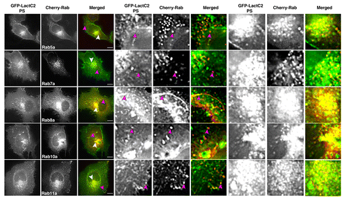Figure 1. EGFP-LactC2 (PS) and mCherry-Rab GTPases in live HeLa cells show distinct patterns of overlap. HeLa cells expressing EGFP-LactC2 and mCherry-Rab proteins were imaged with live cell deconvolution microscopy for at least 1 min every 2 s. Rab5a and Rab7a showed limited overlap with LactC2 in the periphery of cells while Rab8a and Rab11a display consistent overlap with mCherry-LactC2 throughout the cell. Rab10 overlap with LactC2 was present but not consistent over multiple experiments. Data represent at least 3 independent experiments. Bars, 10 μm