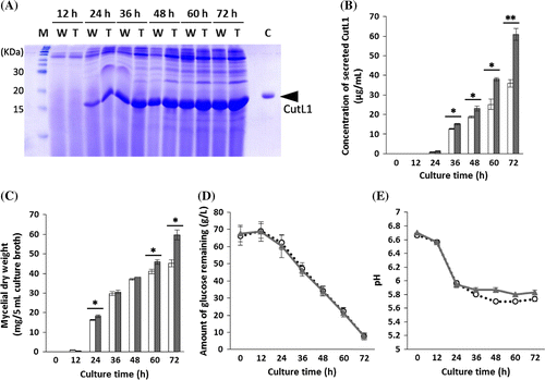 Fig. 4. CutL1 productivity of Aspergillus oryzae wild-type-cutL1 and tripleΔ-cutL1 strains grown in the presence of 6% glucose.