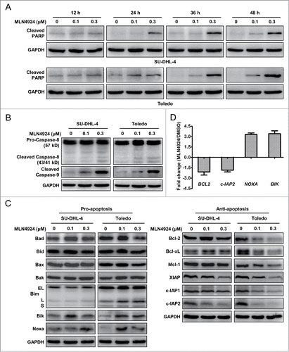 Figure 4 (See previous page). MLN4924-induced apoptosis is mediated through the intrinsic apoptotic signaling and associated with a coordinated dysregulation of pro-apoptotic and anti-apoptotic proteins. (A) MLN4924 induced apoptosis at early time post treatment. SU-DHL-4 and Toledo cells were treated with MLN4924 at 0.1 and 0.3 μM or DMSO for indicated time points, and subjected to immunoblotting using the antibody against cleaved PARP with GAPDH as a loading control. (B) MLN4924 induced cell apoptosis mainly via the intrinsic apoptotic signaling pathway. SU-DHL-4 and Toledo cells, treated with MLN4924 at 0.1 and 0.3 μM or DMSO for 48 h, were subjected to immunoblotting using antibodies against caspase-8 and cleaved caspase-9 with GAPDH as a loading control. (C) Effects of MLN4924 on expression of pro-apoptotic and anti-apoptotic proteins. SU-DHL-4 and Toledo cells were treated with MLN4924 at 0.1 and 0.3 μM or DMSO for 48 h, followed by immunoblotting using indicated antibodies against pro-apoptotic (left panel) and anti-apoptotic (right panel) proteins with GAPDH as a loading control. (D) Effects of MLN4924 on transcriptional activation of apoptosis-regulatory proteins. Toledo cells, treated with 0.3 μM MLN4924 or DMSO for 36 h, were subjected to the real-time PCR analysis using human apoptosis PCR array as described in Materials and Methods (n = 3).