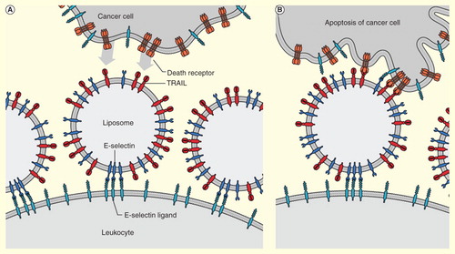 Figure 1. Schematic of the two-step mechanism utilizing UnKs to target and induce circulating tumor cell apoptosis in the bloodstream. (A) Upon injection into the bloodstream, leukocytes possessing E-selectin ligands adhesively interact with ES/TRAIL liposomes to form UnKs. (B) UnKs then contact CTC and activate death receptors via TRAIL, to induce CTC apoptosis.