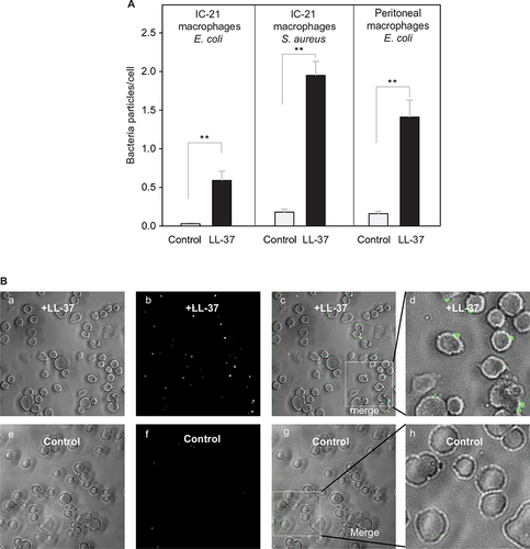 Figure 7 Augmentation of phagocytosis of LL-37-coated bacteria by adherent macrophages.