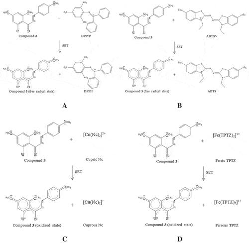 Figure 2. The proposed chemical reaction of 2ˊ-hydroxy-4,4ˊ,6ˊ-trimethoxychalcone (3) in antioxidant assays: DPPH (A), ABTS (B), CUPRAC (C), and FRAP (D) assays via SET mechanism.