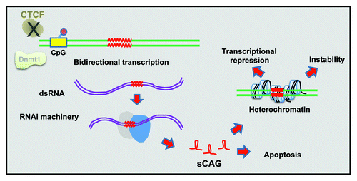 Figure 1. Chromatin involvement in repeat instability. Some chromatin-related mechanisms that lead to repeat instability are depicted. Bidirectional transcription of long CAG repeats generates double stranded RNA, which is processed by the RNAi machinery into short RNAs that form hairpins. Those short CAG RNAs promote heterochromatin production, resulting in transcription inhibition (Refs. Citation3 and Citation4). Double stranded RNA of CAG repeats can also induce apoptosis, leading to polyQ-related pathology (Refs. Citation7 and Citation8). Perturbed CTCF binding and low Dnmt1 expression levels were also reported to promote instability (Refs. Citation9 and Citation10).