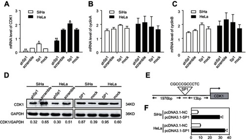 Figure 5 Sp1 targets directly CDK1 in cervical cancer cells. RT-qPCR assay showed the mRNA levels of CDK1 (A), cyclinA (B), and cyclinB (C) in SiHa and HeLa cells with the altered expression of Sp1. (D) Western blot assay showed the protein levels of CDK1 with the altered expression of Sp1. (E) Schematic structure of the CDK1 upstream promoter containing a Sp1-binding site. (F) Dual-luciferase reporter assay showed that transient cotransfection of the CDK1-promoter with pcDNA3.1-Sp1 into SiHa and Hela cells led to a significant increase in firefly luciferase activity compared to the control group. Results shown are mean (±SD) values from three independent experiments. *P<0.05; **P<0.01.