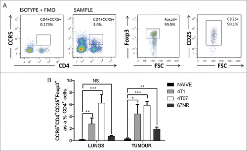 Figure 4. CCR5+CD4+CD25+Foxp3+ cells accumulate in the lungs and primary tumor of mice bearing metastatic mammary carcinomas. (A) Representative flow cytometry plots and (B) quantification of CCR5+ Tregs in the lungs and primary tumors of mice bearing 4T1, 4T07, or 67NR tumors. 4T1 and 4T07-bearing mice accumulate a higher proportion of CCR5+ Tregs compared to the lungs and mammary fat pad of naive mice (n = 8) and the lungs and primary tumor of 67NR tumor-bearing mice (n = 6). Significance denotes comparison of the experimental group to the equivalent organs in naive mice analyzed using a Student's unpaired two-tailed t-test, *p < 0.05, **p < 0.01, ***p < 0.001, NS = not significant, FMO = fluorescence minus one.