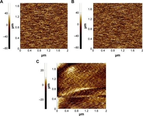 Figure 4 Atomic force microscopy images.Notes: Atomic force microscopy images of the surfaces of (A) Corning; (B) Falcon; and (C) XanoMatrix. Surface roughness was 27.84 nm, 30.027 nm, and 62.182 nm for (A) Corning; (B) Falcon; and (C) XanoMatrix, respectively.