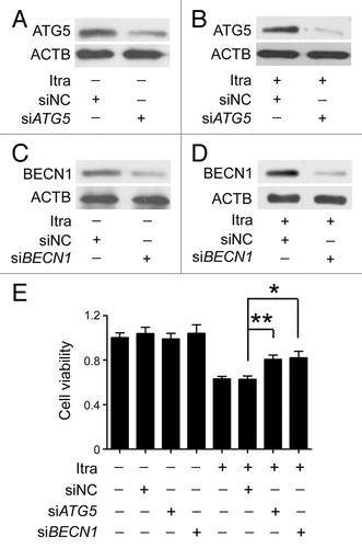 Figure 4. Inhibition of autophagy represses the antiproliferative effect of itraconazole. (A) U87 cells were transfected with siNC (negative control) or siATG5 for 72 h, and expression of ATG5 was examined by immunoblot. The data are representative of 3 independent experiments. (B) U87 cells were transfected with siNC or siATG5 for 36 h, and then treated with 5 μM itraconazole for another 36 h. Expression of ATG5 was examined by immunoblot. The data are representative of 3 independent experiments. (C) U87 cells were transfected with siNC or siBECN1 for 72 h, and expression of BECN1 was examined by immunoblot. The data are representative of 3 independent experiments. (D) U87 cells were transfected with siNC or siBECN1 for 36 h, and then treated with DMSO or 5 μM itraconazole for another 36 h. Expression of BECN1 was examined by immunoblot. The data are representative of 3 independent experiments. (E) U87 cells were transfected with siNC, siATG5, or siBECN1 for 36 h, and then treated with 5 μM itraconazole for another 36 h. Cell proliferation was examined by the MTT assay. The data are representative of 5 independent experiments for the MTT assay. *P < 0.05; **P < 0.01; Itra, itraconazole.