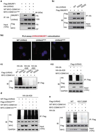 Figure 5. Phosphorylation of UVRAG at S522 inhibits SMURF1-mediated ubiquitination. (a) Immunoprecipitation and immunoblot analysis using HEK293T cells transfected with various combinations of plasmids as indicated. (bi) Immunoprecipitation and immunoblot analysis using HEK293T cells transfected with plasmid encoding empty vector, or WT HA-UVRAG, HA-UVRAGS522A, or HA-UVRAGS522E, plus Flag-SMURF1. (bii) Proximity ligation (PLA) assay was performed to confirm the interaction between SMURF1, UVRAG and their mutants. Scale bars: 10 µm. (ci) Immunoprecipitation and immunoblot analysis using HEK293T cells transfected with plasmid encoding HA-ubiquitin, or K63, or K48-linked ubiquitin with WT UVRAG or UVRAGS522A and MYC-CSNK1A1. (cii) Immunoprecipitation and immunoblot analysis using HEK293T cells transfected with plasmid encoding HA-K29-linked ubiquitin, with or without MYC-CSNK1A1. (d) Immunoprecipitation and immunoblot analysis using HEK293T cells transfected with indicated plasmids. (e) Overexpression of CSNK1A1 inhibits the ubiquitination of WT-UVRAG but not the K517R K559R mutant. Indicated plasmids were co-transfected with MYC-CSNK1A1 or vector into HEK293T cells.