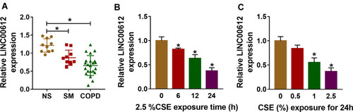 Figure 1 The expression level of LINC00612 in lung tissues and HPMECs exposed to CSE. (A) RT-qPCR assay was applied to measure the expression level of LINC00612 in lung tissues (NS: non-smokers, n=10, SM: smokers, n=10, and smokers with COPD, n=22). (B, C) The expression level of LINC00612 was assessed by RT-qPCR assay in HPMECs exposed to 2.5% CSE for indicated times or treated with CSE at different concentrations for 24 h. Data shown are mean±SD and from three independent experiments. *P<0.05.