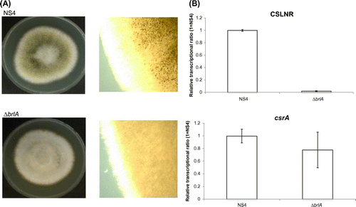 Fig. 5. Transcriptional analysis of CSLNR and csrA in NS4 strain and ΔbrlA.