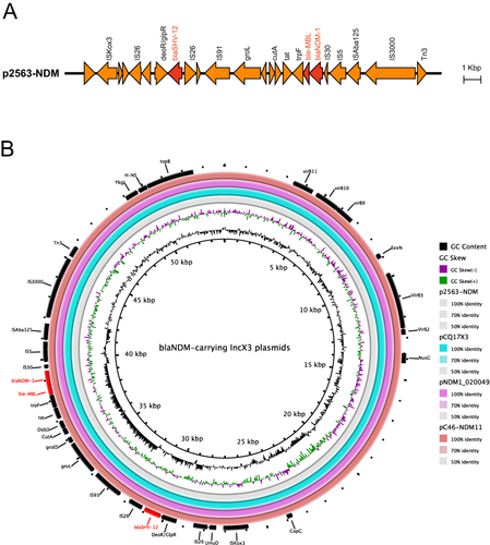 Figure 1 Genetic organization of plasmids harboring the blaNDM gene. (A) Genetic environment of the blaNDM-1 flanking region in p2563-NDM. The red arrows represent the β-lactam resistance genes, the Orange arrows represent additional coding sequences (CDSs). (B) Circular comparison of p2563-NDM and IncX3 blaNDM carrying plasmid. The homology between these plasmids is shown by the percentage identity in the figure legend, whereas the absence of or a similarity value of <50% is indicated on the circular map as a white gap. The red text highlighted in the figure represent antimicrobial resistance genes.