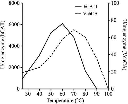 Figure 3. Effect of temperature on the activities of VchCA and bCA II. The enzyme activity was measured at the indicated temperatures and using p-NpA as substrate. VchCA, continuous line and bCA II, dashed line.