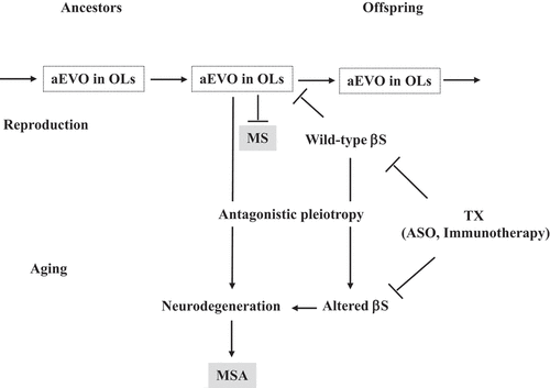 Figure 1. Proposed mechanism of disease due to altered aEVO and its buffer βS in OLs. aEVO of APs, including αS and Aβ, might be an epigenetic phenomenon transmitted transgenerationally to confer resistance against the stressors in OLs in offspring during reproduction. By virtue of information carried by the amyloid protofibrils in reproduction, offspring can better cope with forthcoming stressors in the brain to reduce MS risk. However, increased aEVO in OLs might lead to MSA through the antagonistic pleiotropy mechanism during parental ageing. βS might act as a buffer for aEVO in reproduction that is beneficial in evolution. βS might be altered through the antagonistic pleiotropy mechanism in ageing, resulting in increased AP aggregation and OL degeneration, leading to MSA. Thus, it is predicted that reduced βS expression might increase αS evolvability in OLs, which is therapeutically beneficial for MS. On the other hand, a reduction in altered βS expression during ageing might be therapeutic for MSA.