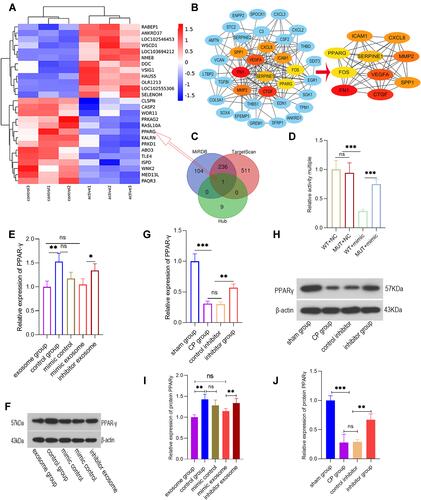 Figure 6 miR-130a-3p promotes pancreatic fibrosis by inhibiting PPAR-γ expression. (A) mRNA expression before and after PSC activation. (B) Based on the STRING database, a protein-protein interaction (PPI) network map was plotted for significantly differentially expressed genes, and a centrality analysis of the PPI network through CytoNCA was conducted to obtain 10 essential proteins (hub genes). (C) Venn diagram showing miR-130a-3p target genes and 10 essential protein mRNAs (hub genes). (D) Dual-luciferase reporter gene assay for determination of relative PPAR-γ activity. (E and F) The relative expression levels of PPAR-γ mRNA and protein detected in cells. (G and H) The relative expression levels of PPAR-γ mRNA and protein detected in tissues. (I) The quantification of the density of the blotting bars of PPARγ in cell. (J) The quantification of the density of the blotting bars of PPARγ in pancreatic tissue (***p <0.001, **p <0.01, *p <0.05, NS denotes no significant difference).