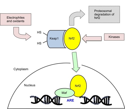 Figure 1 Schematic representation of the Nrf2/Keap1 intracellular pathway.