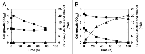 Figure 2. L-Lactate production by the human LDH-carrying S. cerevisiae recombinant strain with the 6 NADH-dependent ADH isozyme genes. Cells of the recombinant strains carrying empty plasmid (A) and the human-LDH-expression plasmid (B) were incubated in the jar bioreactor with a N2 gas purge and slow agitation. Cell growth (OD660; circles) and concentrations of glucose (squares), ethanol (diamonds) and L-lactate (triangles) are shown.