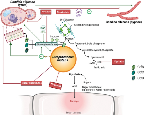 Figure 1.  Alteration of the Virulence of C. albicans effecting with S. mutans in the development of ECC. S. mutans prompt both the growth and pathogenesis of C. albicans in the oral via secreted and cell surface molecules. S. mutans secrete Glucosyltransferase that can attach firmly to the C. albicans cell wall that are critical for pathogenesis and virulence. EPSs present on the cell surface of S. mutans mediate the sugar metabolism transforming sucrose to glucan to sustain the virulence of S. mutans in the oral, which enhances their capacity to cariogenic. (Created with BioRender.com).