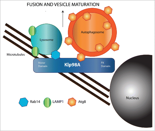 Figure 1. Trafficking and maturation of autophagic vesicles along microtubule networks. Molecular motors of the dynein and kinesin families promote retrograde and anterograde movement of autophagic vesicles, respectively. During their intracellular trafficking, autophagosomes fuse with lysosomes, leading to the formation of autolysosomes and subsequent degradation of autophagic cargo by lysosomal hydrolases. Association of Klp98A with lysosomes via Rab14 and with autophagosomes via Atg8 may provide a molecular bridge between these vesicles that physically supports the fusion event.