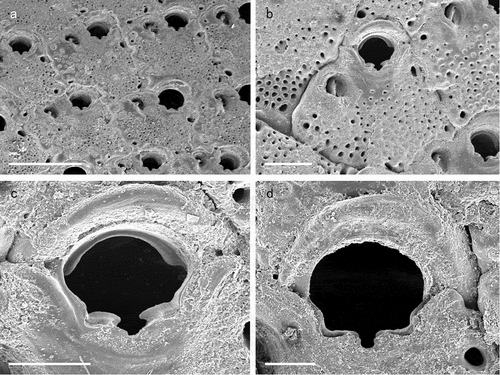 Figure 37. Therenia rosei. (a) Zooid arrangement. (b) Autozooid. (c) Autozooidal orifice. (d) Orifice in ovicellate zooid. Scales: (a) 500 µm; (b) 200 µm; (c, d) 100 µm.